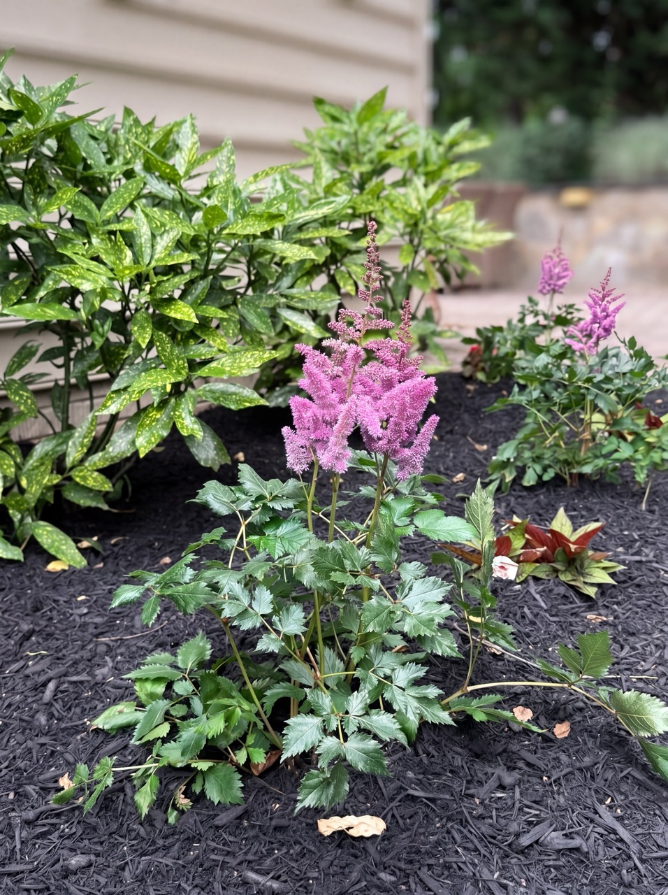 Pink astilbe and shade plantings in a mulched bed by Green Life Landscaping