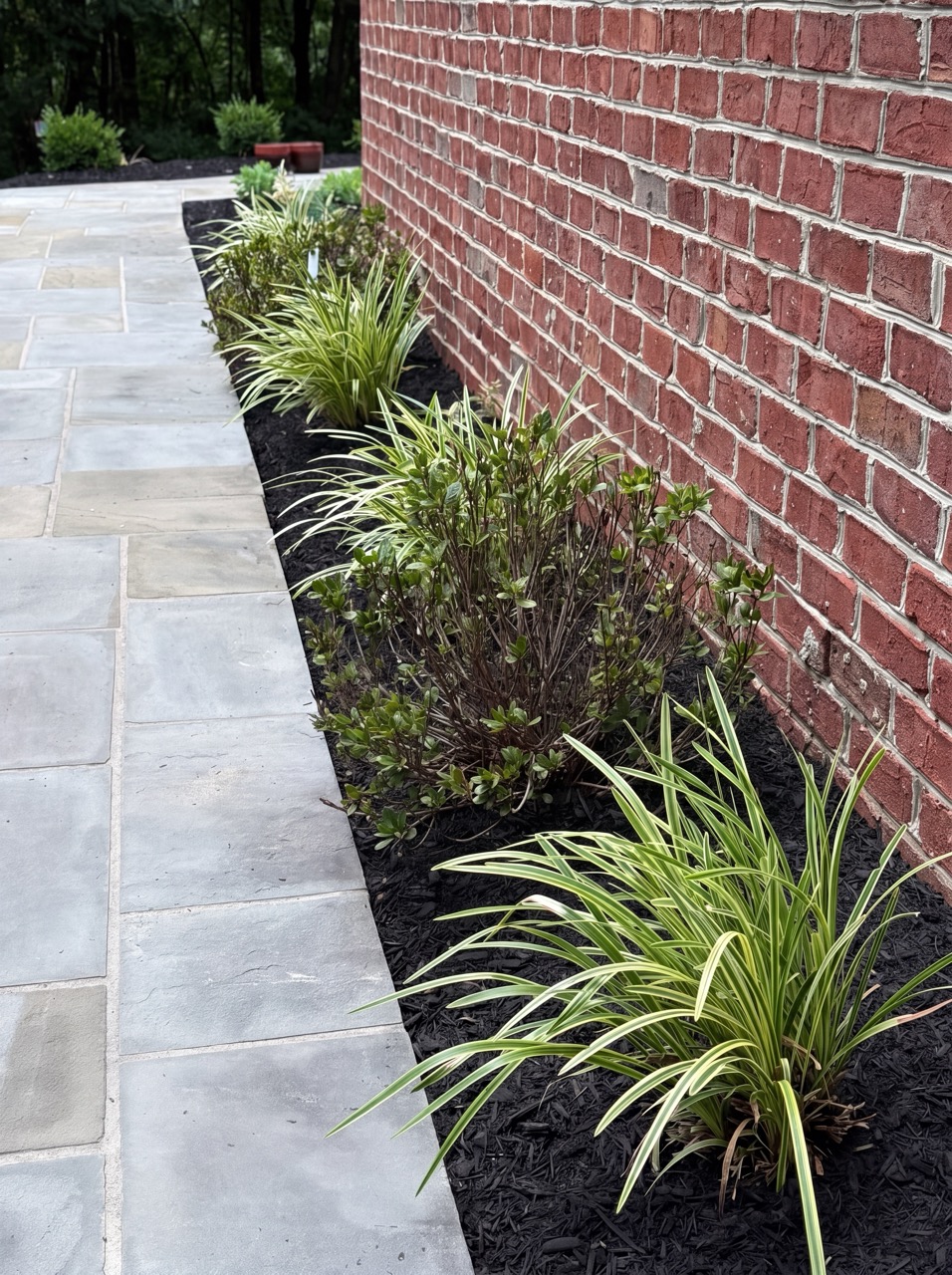 Variegated grasses and shrubs in a mulched bed along a flagstone patio by Green Life Landscaping