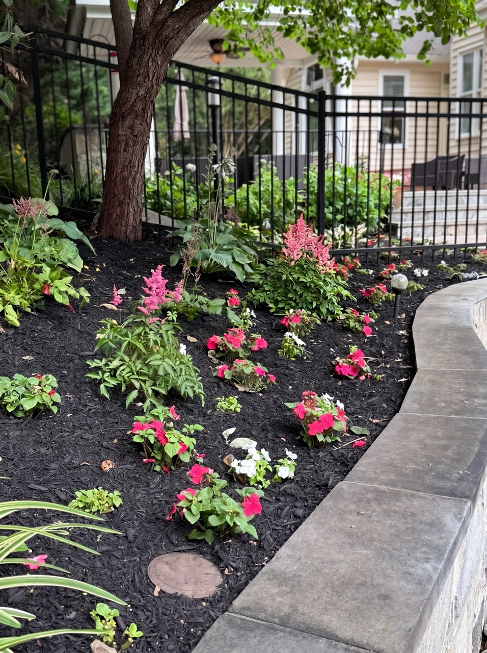 Shade garden with impatiens, astilbe, and hosta in full bloom by Green Life Landscaping